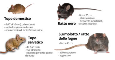 Derattizzazione topi & ratti Derattizzazione topi & ratti