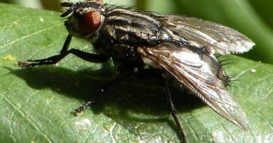Disinfestazione Mosche e Moscerini Disinfestazione Mosche e Moscerini