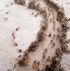 Disinfestazione termiti e tarme a Catanzaro
