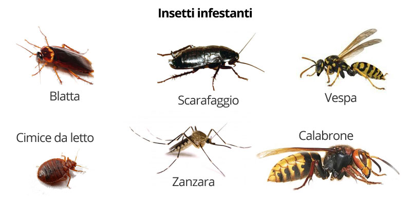 banner insetti infestanti in casa