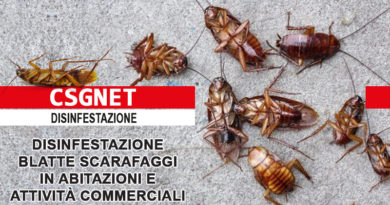 Servizi di deblattizzazione Servizi di deblattizzazione