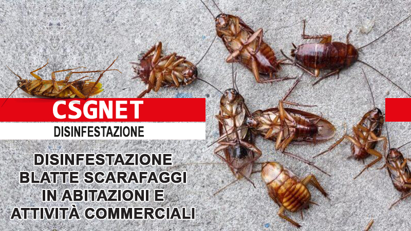 Disinfestazione Blatte e scarafaggi