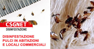 Disinfestazione Zecche e Pulci Disinfestazione Zecche e Pulci