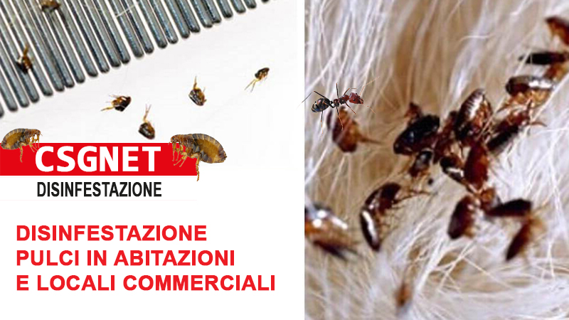 Disinfestazione Zecche e Pulci