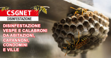 Vespe e calabroni Vespe e calabroni