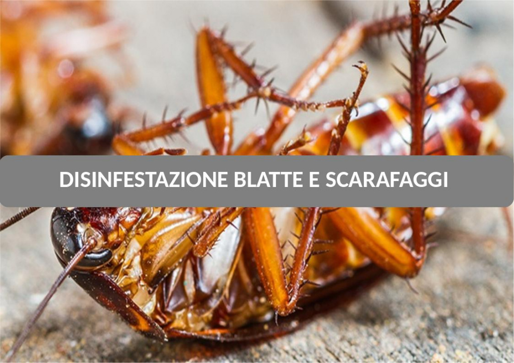 Disinfestazione Scarafaggi e Blatte